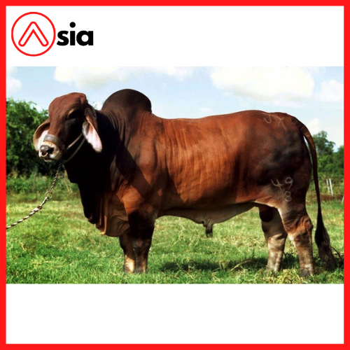 Tinh_bo_brahman_rojo_0972502797