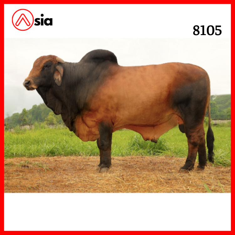 Tinh_bo_brahman_vinalica _8105_0972502797