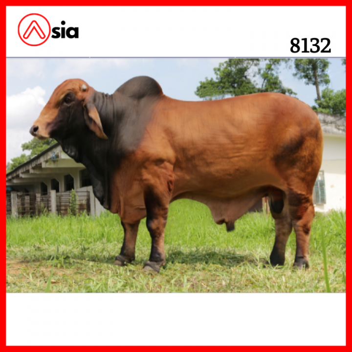 Tinh_bo_brahman_vinalica _8132_0972502797 (1)