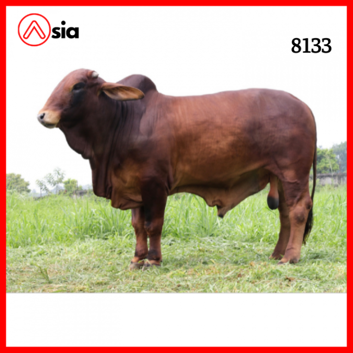 Tinh_bo_brahman_vinalica _8133_0972502797 (1)