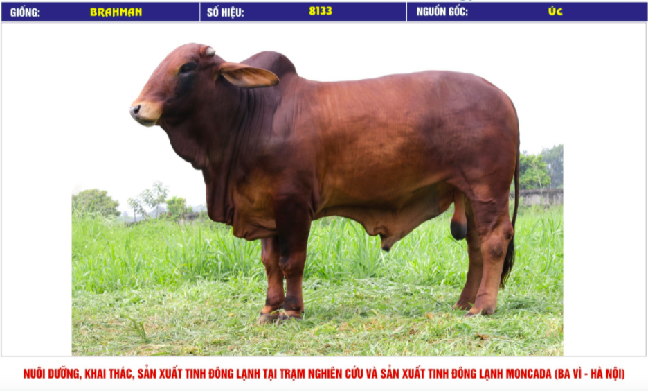 Tinh_bo_brahman_vinalica _8133_0972502797