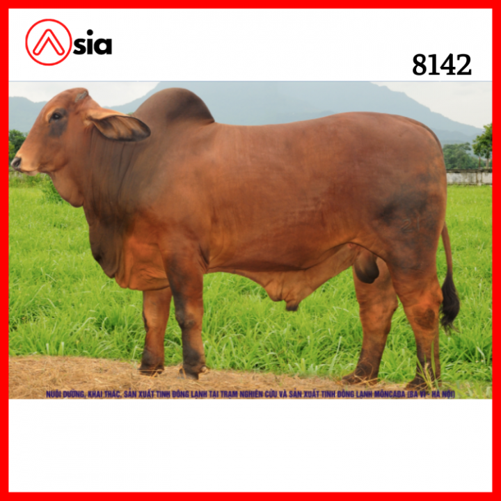 Tinh_bo_brahman_vinalica _8142_0972502797 (1)