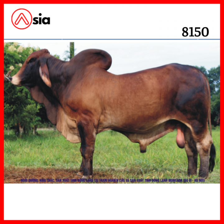 Tinh_bo_brahman_vinalica _8150_0972502797 (1)