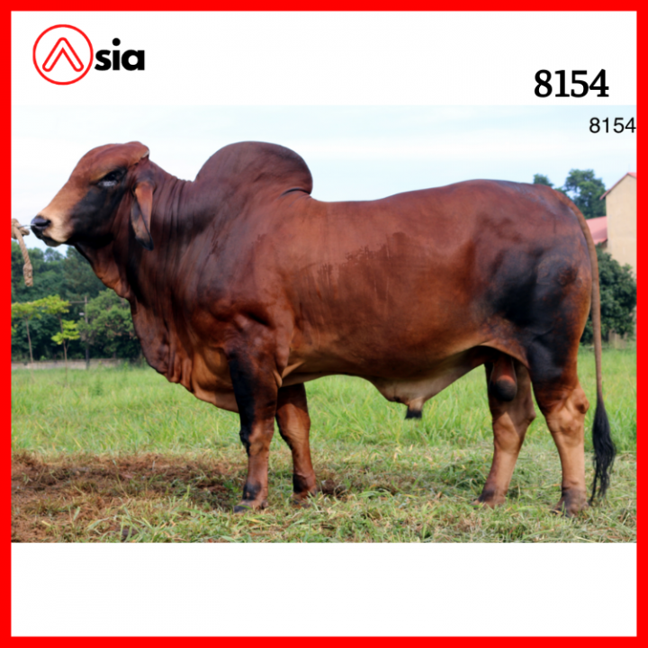 Tinh_bo_brahman_vinalica _8154_0972502797 (1)