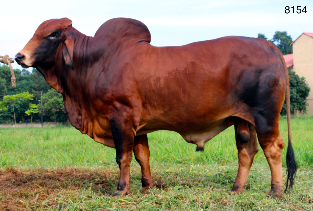 Tinh_bo_brahman_vinalica _8154_0972502797