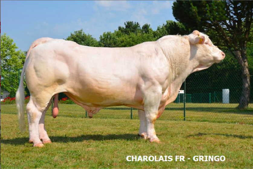 Tinh_bo_charolais_phap_gringo_0972502797 (1)
