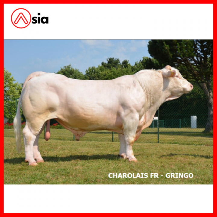 Tinh_bo_charolais_phap_gringo_0972502797