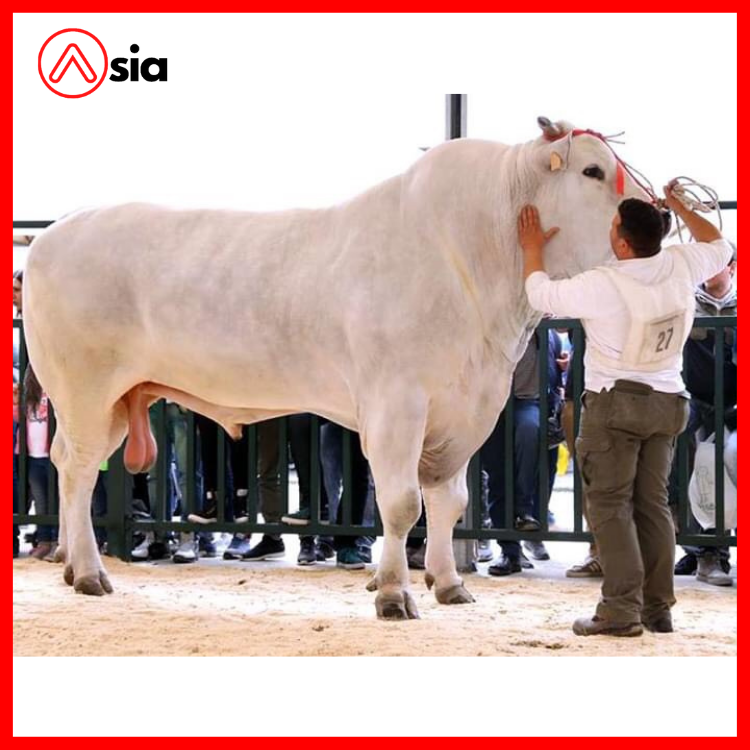 Tinh_bo_chianina_y_0972502797 (1)