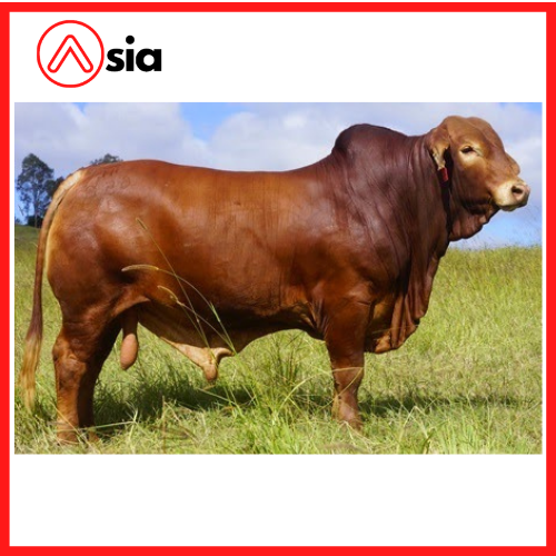 Tinh_bo_droughtmaster_uc_0972502797