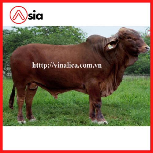 Tinh_bo_droughtmaster_vinalica_1504_0972502797