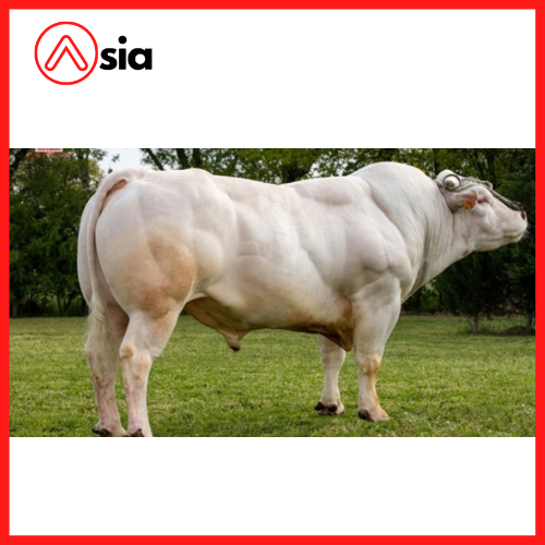 Tinh_bo_inra95_ Hydromel_0972502797