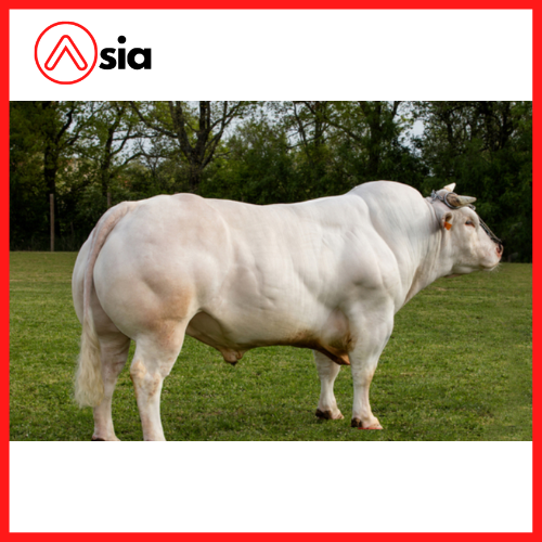 Tinh_bo_inra95_hidalgo_0972502797