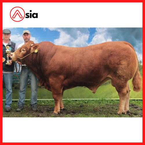 Tinh_bo_limousine_sec_abidol_0972502797