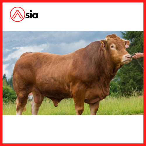 Tinh_bo_limousine_sec_astor_0972502797