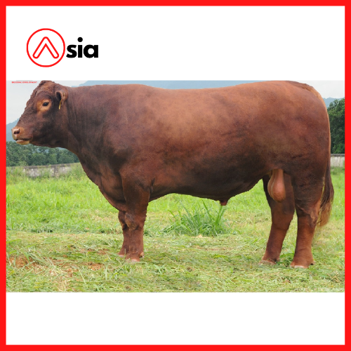 Tinh_bo_red_angus _vinalica_1607_0972502797