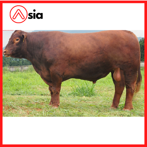 Tinh_bo_red_angus_uc_1607_0972502797