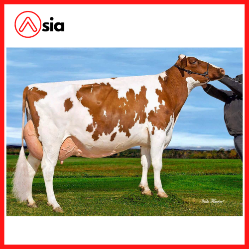 Tinh_bo_sua_red_cz_alchemist_0972502797