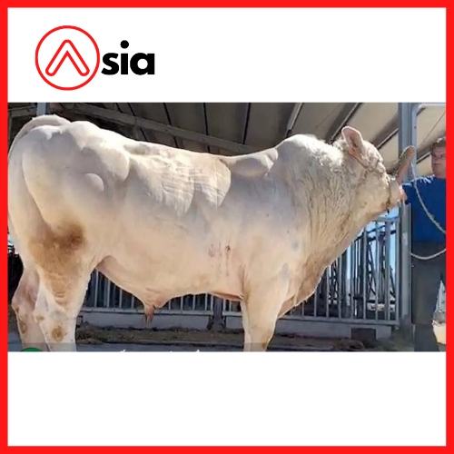 Tinh_bo_thit_charolais Latton_0972502797