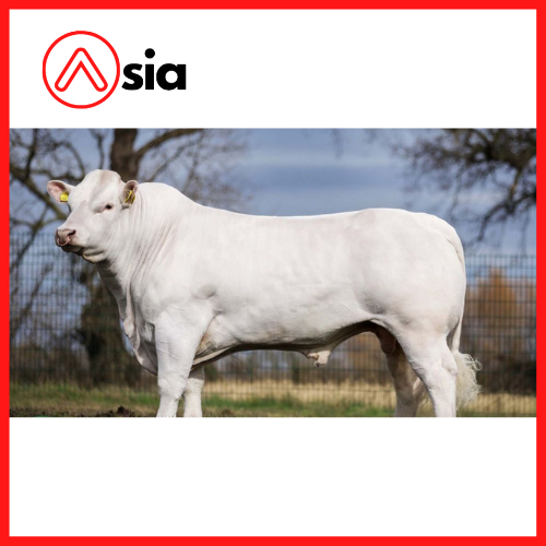 Tinh_bo_thit_charolais_anh_whitecliffe_oxford_0972502797