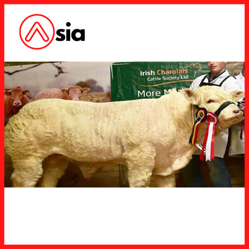 Tinh_bo_thit_charolais_ireland_0972502797