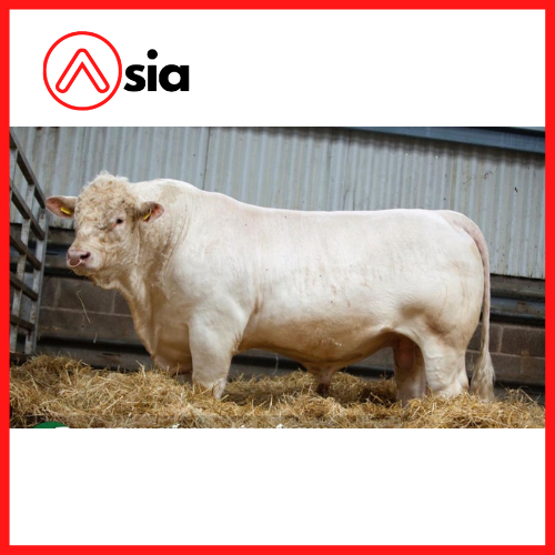 Tinh_bo_thit_charolais_ireland_dovea Tourist_0972502797