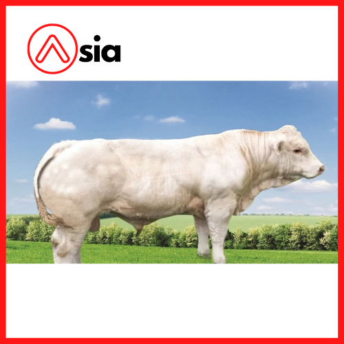 Tinh_bo_thit_charolais_ireland_kzm_0972502797