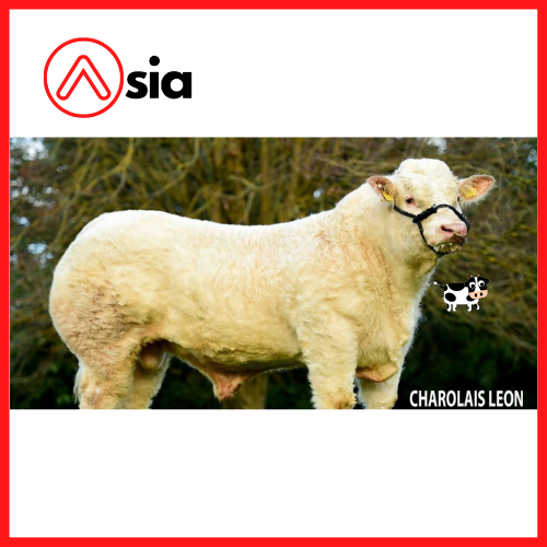 Tinh_bo_thit_charolais_ireland_leon_09725-2797