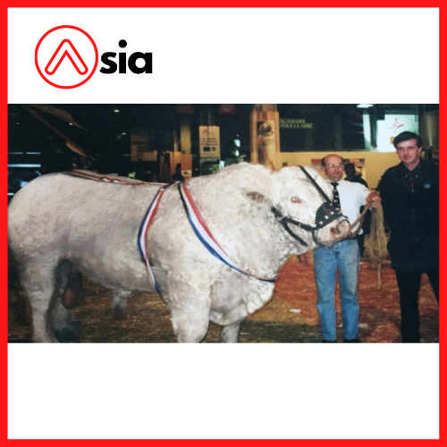 Tinh_bo_thit_charolais_ireland_loreto_0972502797