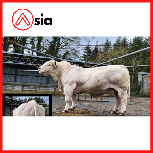 Tinh_bo_thit_charolais_ireland_ocelot_0972502797