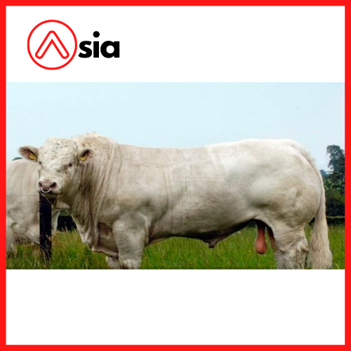 Tinh_bo_thit_charolais_ireland_organdi_0972502797