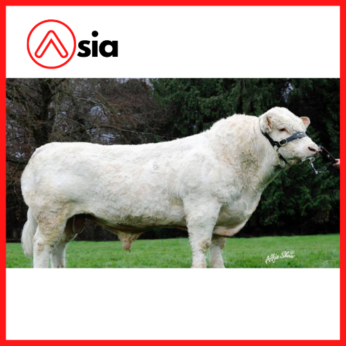 Tinh_bo_thit_charolais_ireland_vgo_0972502797