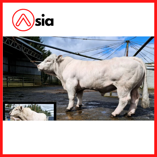 Tinh_bo_thit_charolais_jupiter_0972502797