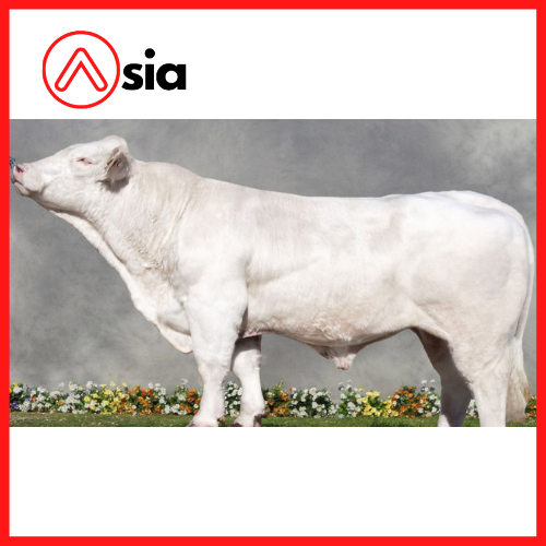 Tinh_bo_thit_charolais_lavin_0972502797