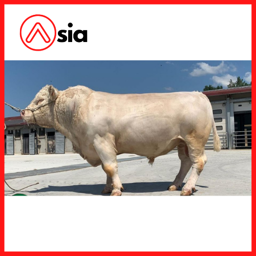 Tinh_bo_thit_charolais_mamba_0972502797