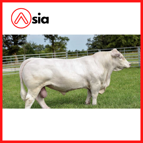 Tinh_bo_thit_charolais_my_money_0972502797