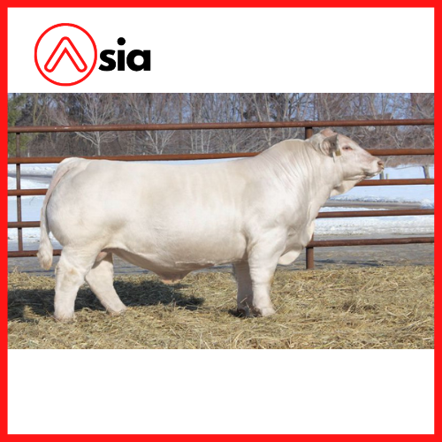 Tinh_bo_thit_charolais_my_warroad_0972502797