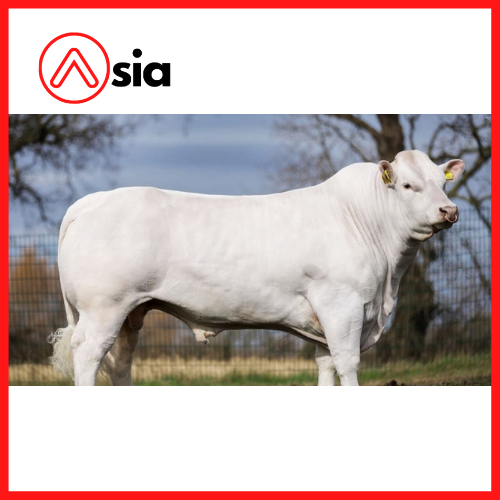 Tinh_bo_thit_charolais_orwell_0972502797