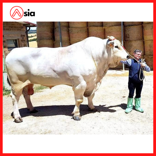 Tinh_bo_thit_chianina_gelato_0972502797