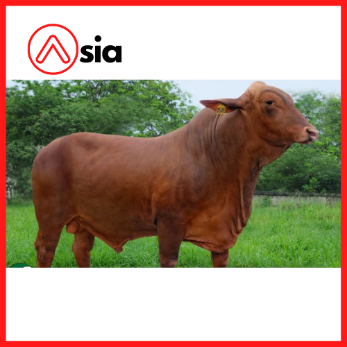 Tinh_bo_thit_droughtmaster _505_0972502797