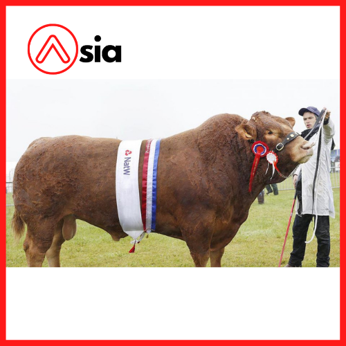 Tinh_bo_thit_limousin_jolly_0972502797