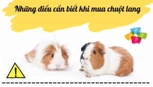 Thiết Kế Không Tên (18)