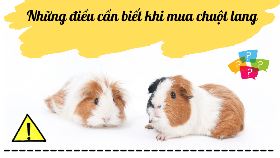 Thiết Kế Không Tên (18)