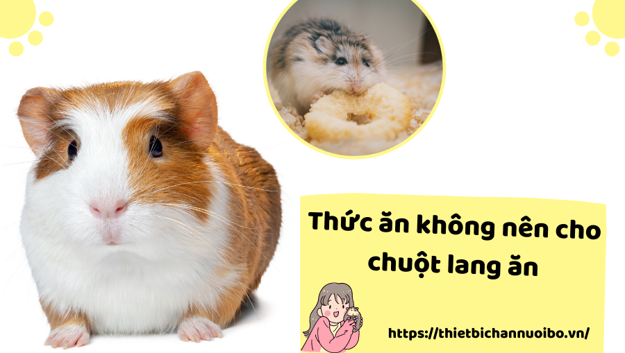 Thông Tin Cơ Bản Về Thức ăn Dành Cho Chuột Lang (2)