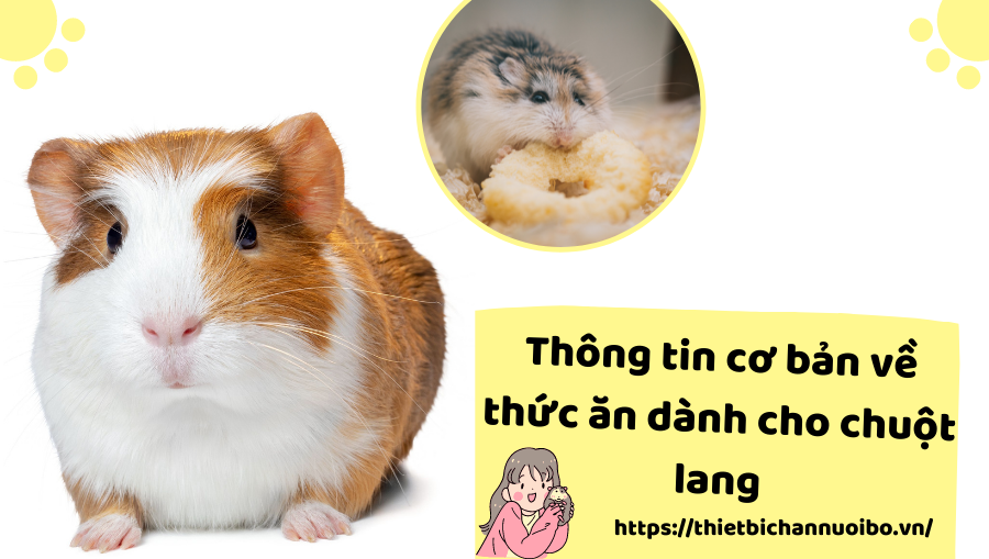 Thông Tin Cơ Bản Về Thức ăn Dành Cho Chuột Lang