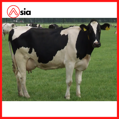 Tinh_bo_sua_holstein_friesian_usa_0972502797