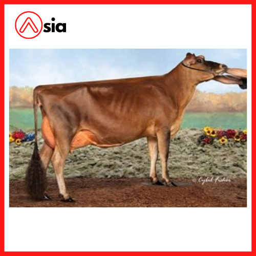 Tinh_bo_sua_jersey_usa_0972502797