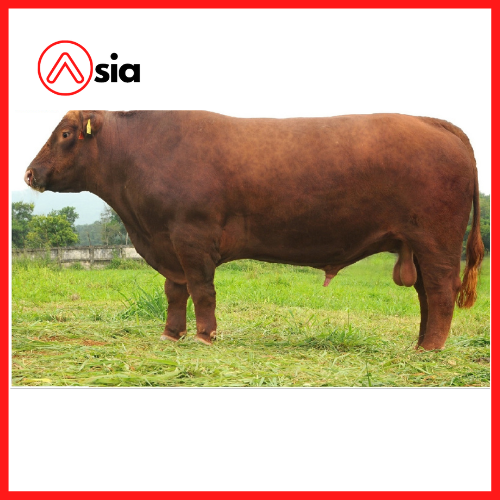 Tinh_bo_red_angus_vinalica_1609_0972502797