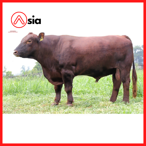 Tinh_bo_red_angus_vinalica_1611_0972502797