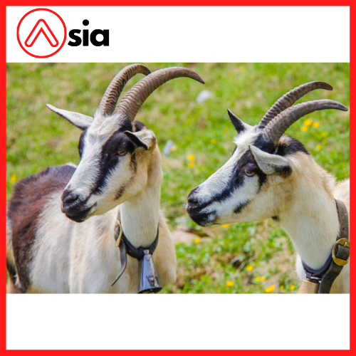 Tinh_dong_lanh_de_alpine_0972502797