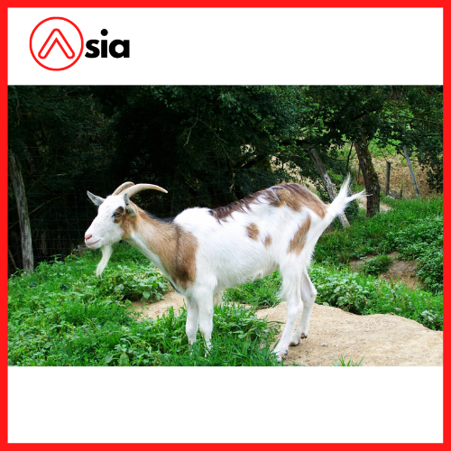 Tinh_dong_lanh_de_barbari_0972502797